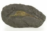 Ordovician Carpoid Fossil - Ktaoua Formation, Morocco #312746-1